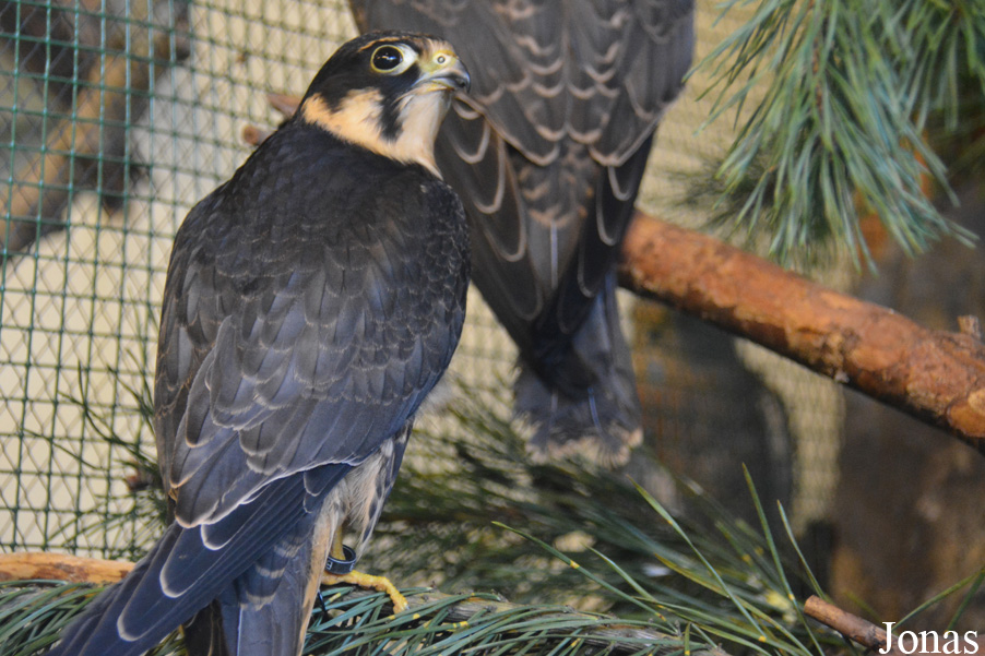 Falco subbuteo
