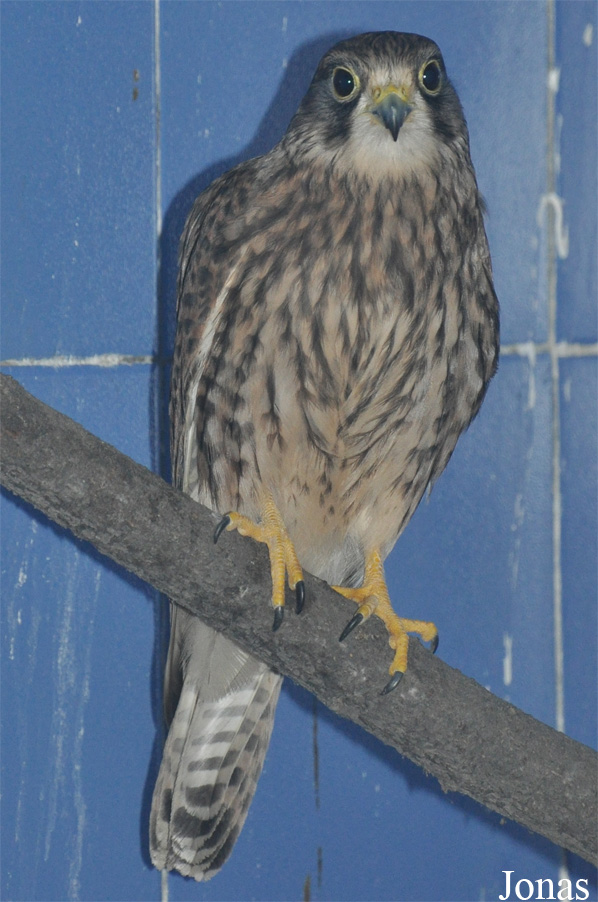 Falco tinnunculus