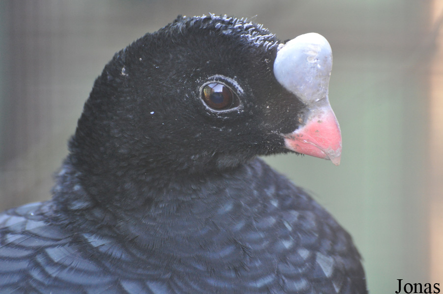 Pauxi unicornis