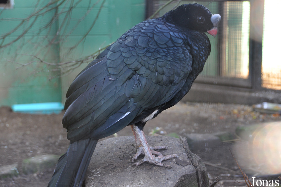 Pauxi unicornis