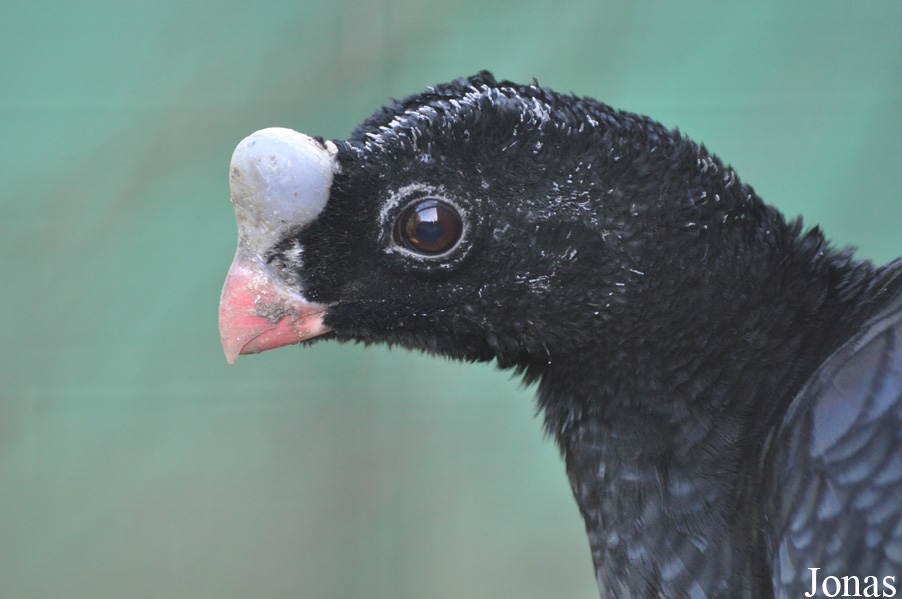 Pauxi unicornis