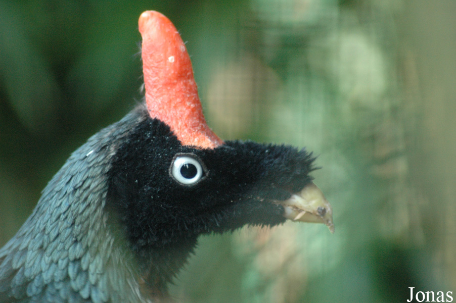 Oreophasis derbianus
