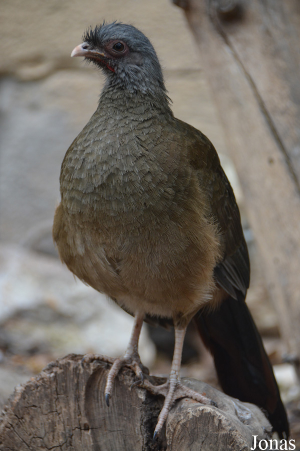 Ortalis canicollis