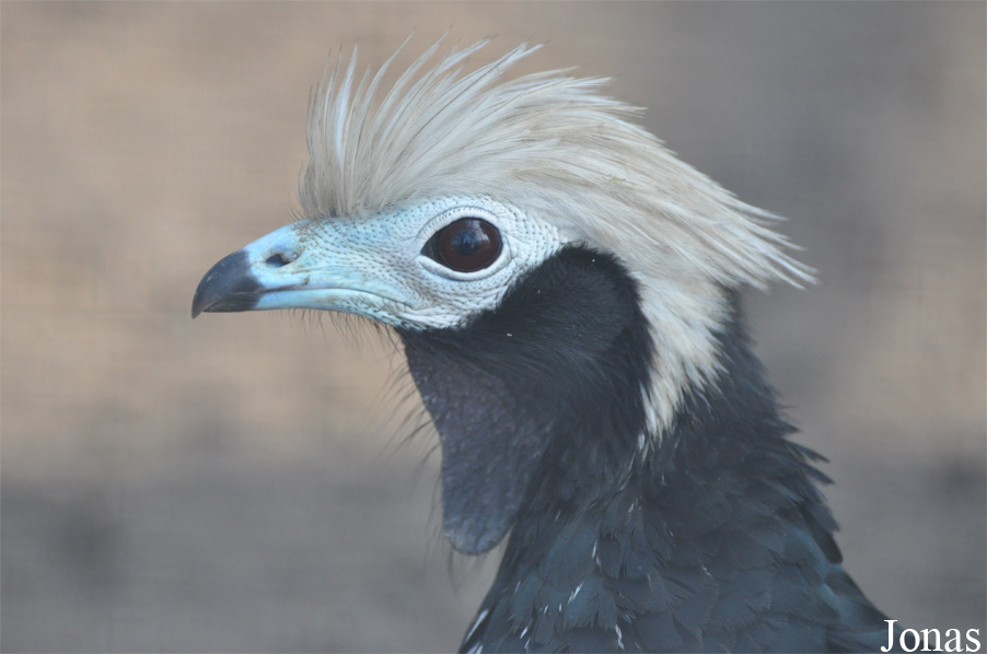 Pipile cumanensis cumanensis