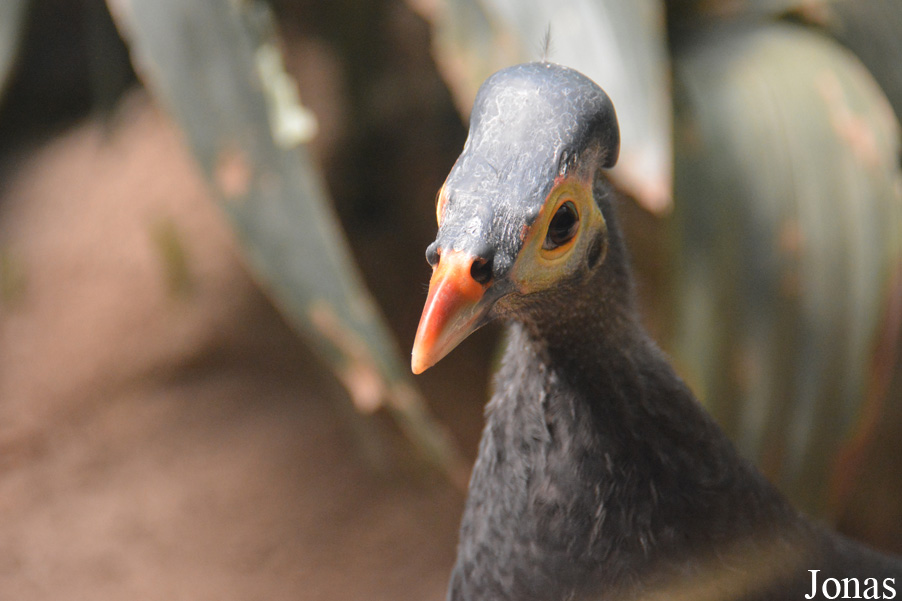 Macrocephalon maleo