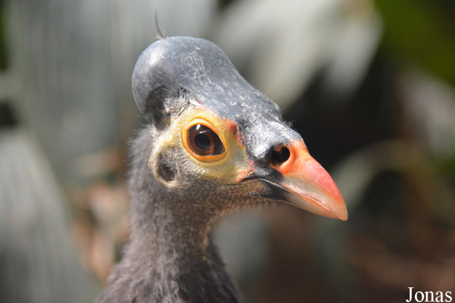Macrocephalon maleo