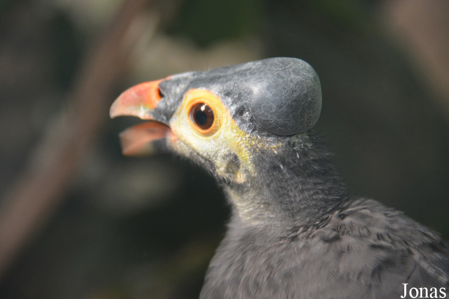 Macrocephalon maleo