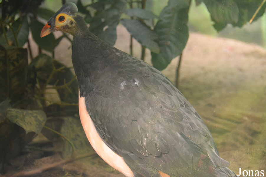 Macrocephalon maleo