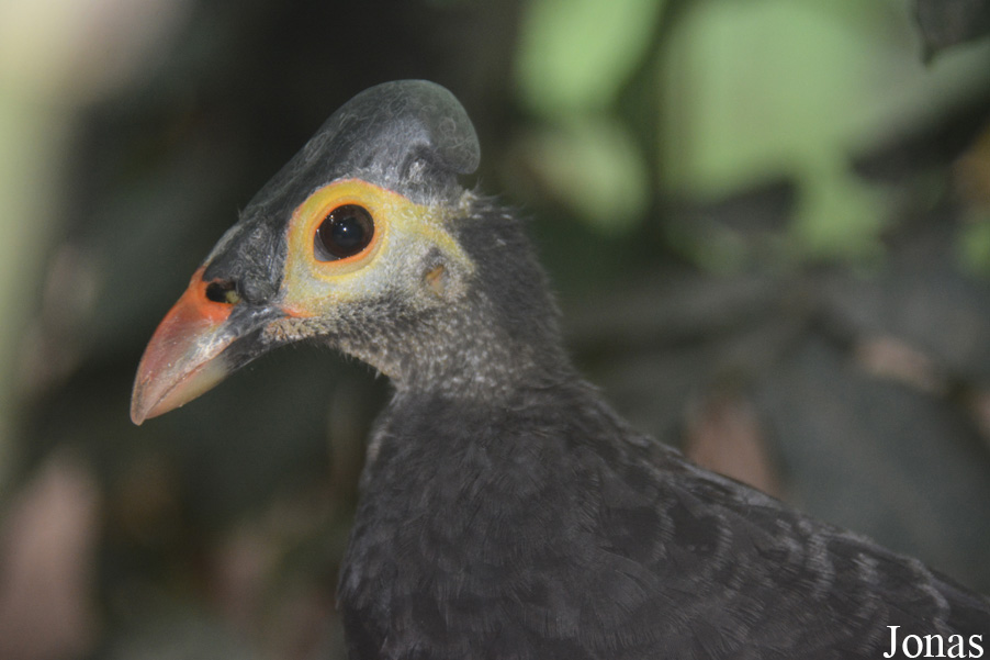 Macrocephalon maleo