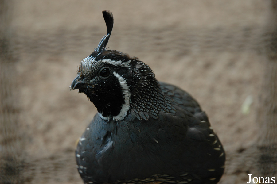Callipepla californica