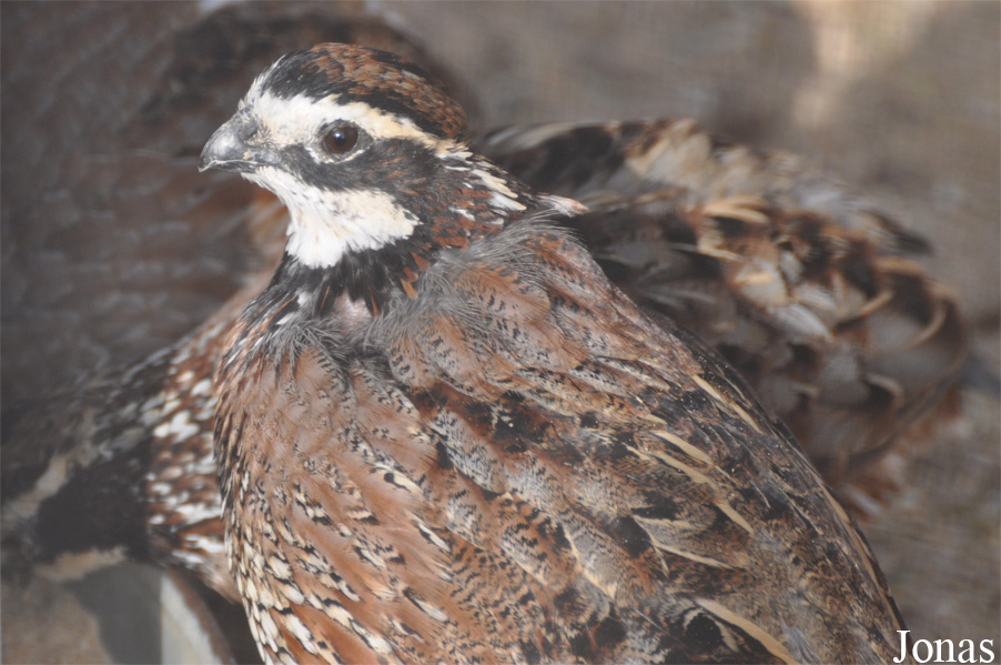 Colinus virginianus