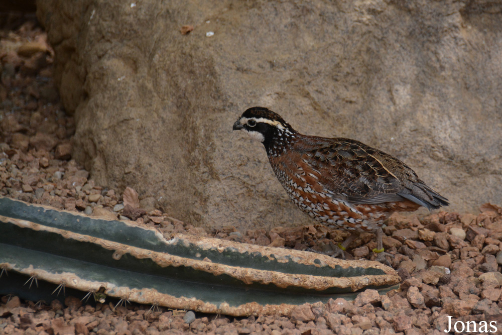 Colinus virginianus