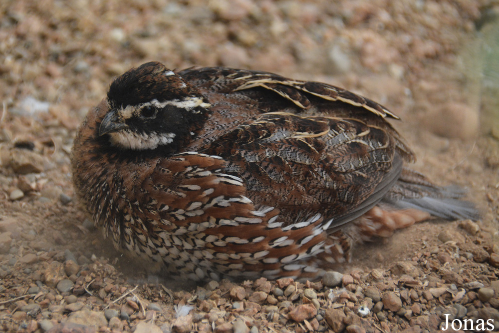 Colinus virginianus