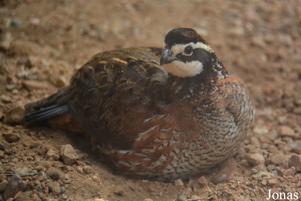 Colinus virginianus