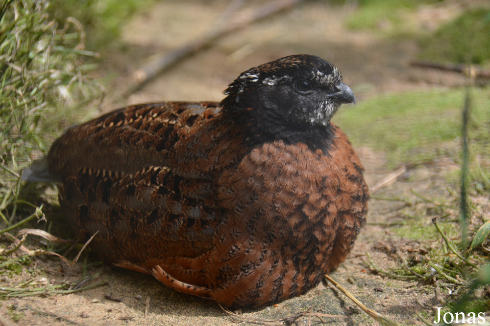 Colinus virginianus ridgwayi