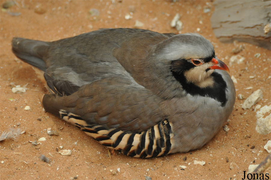 Alectoris chukar