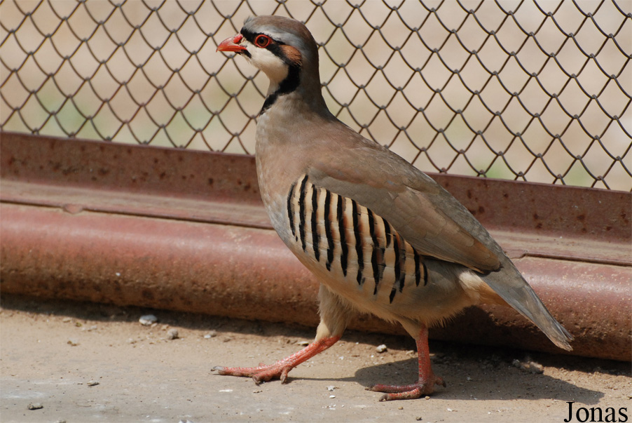 Alectoris chukar