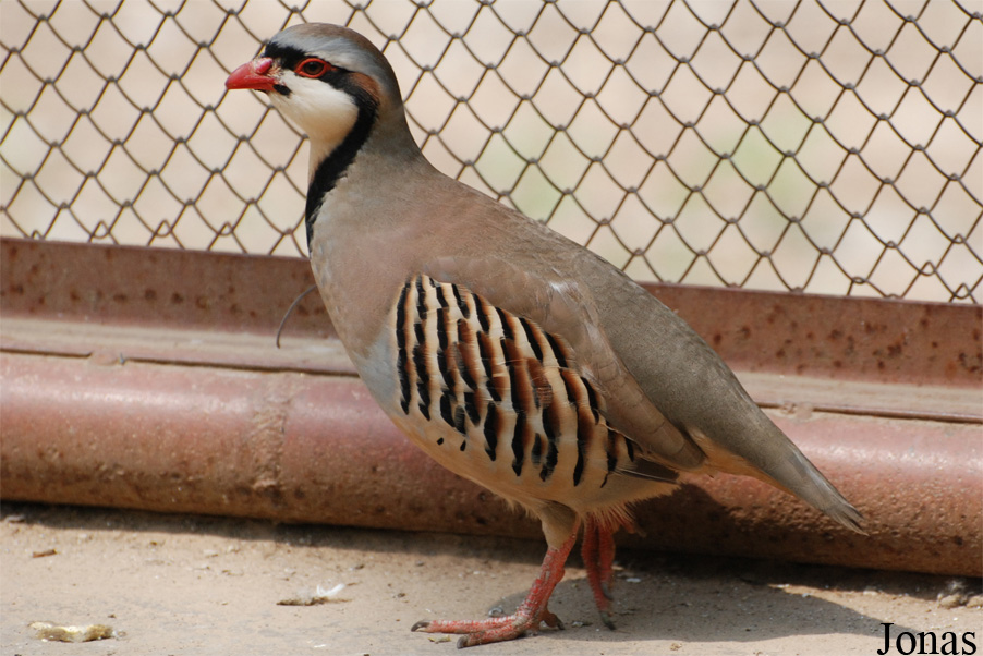 Alectoris chukar
