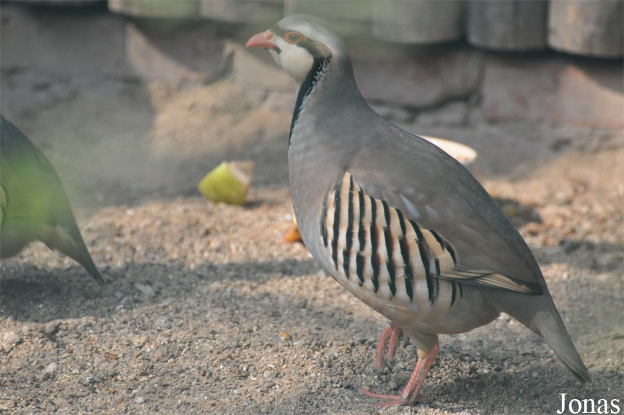 Alectoris chukar