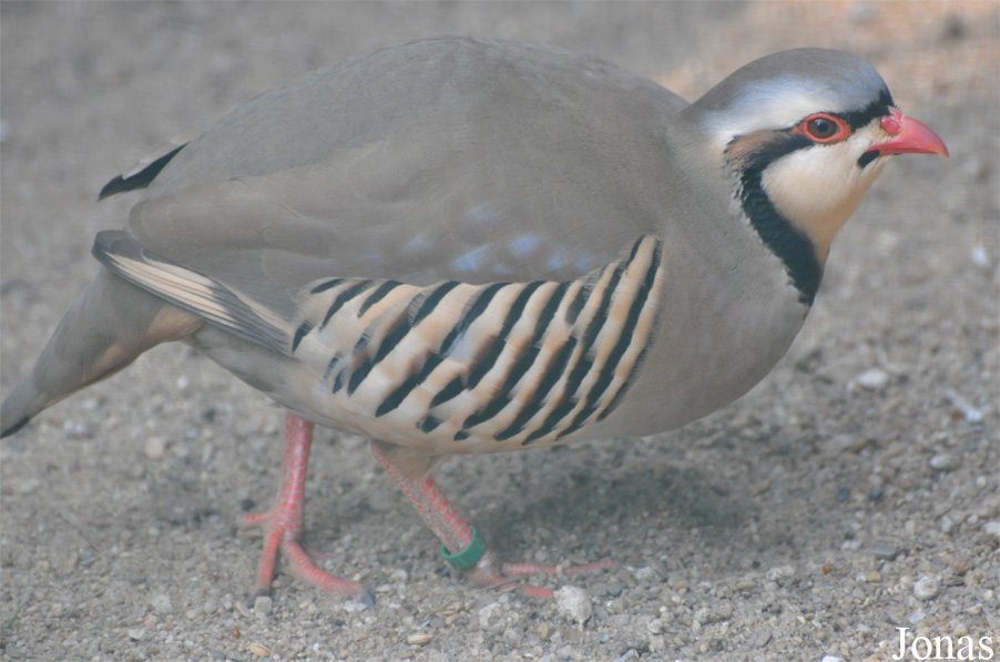 Alectoris chukar
