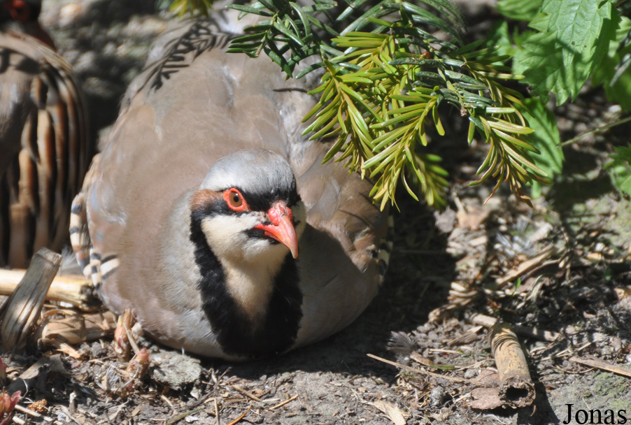 Alectoris chukar