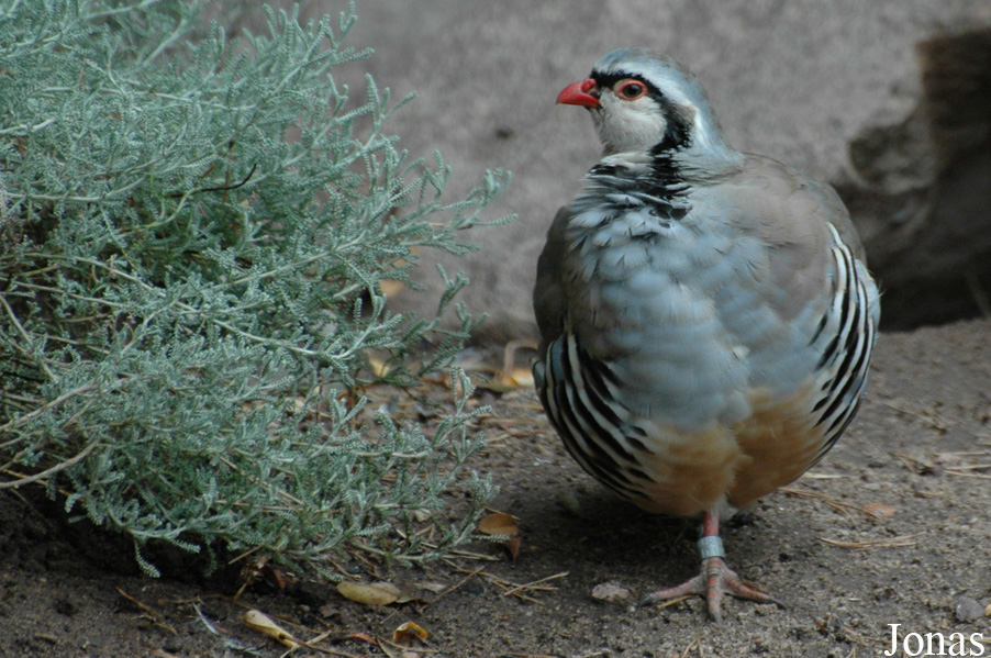 Alectoris graeca saxatilis