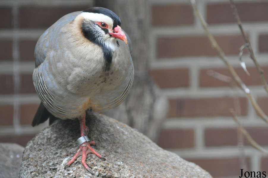 Alectoris melanocephala