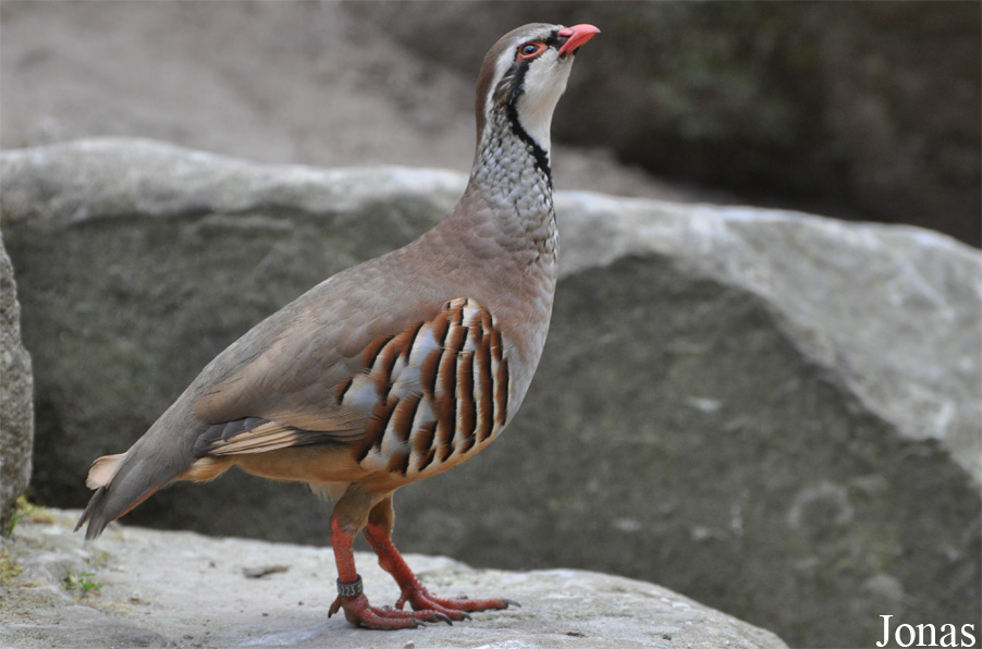 Alectoris rufa