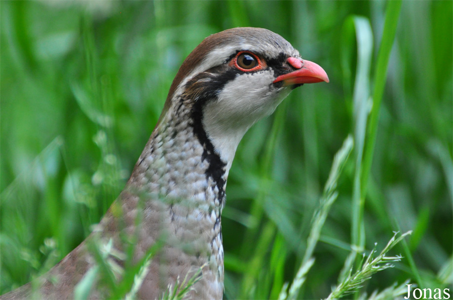 Alectoris rufa