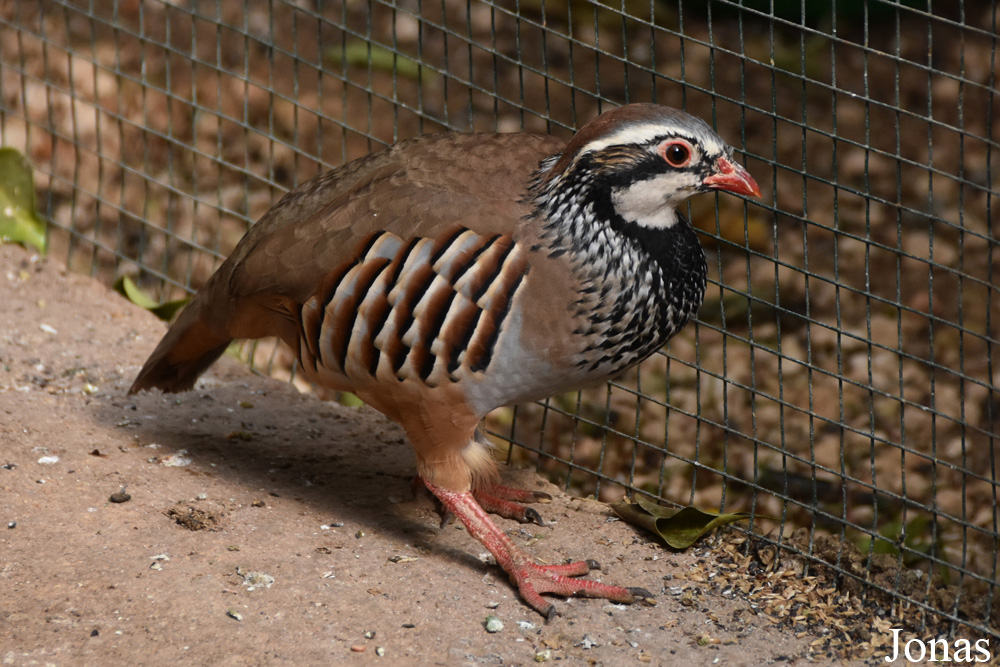 Alectoris rufa
