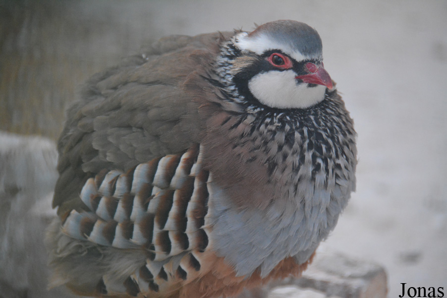 Alectoris rufa