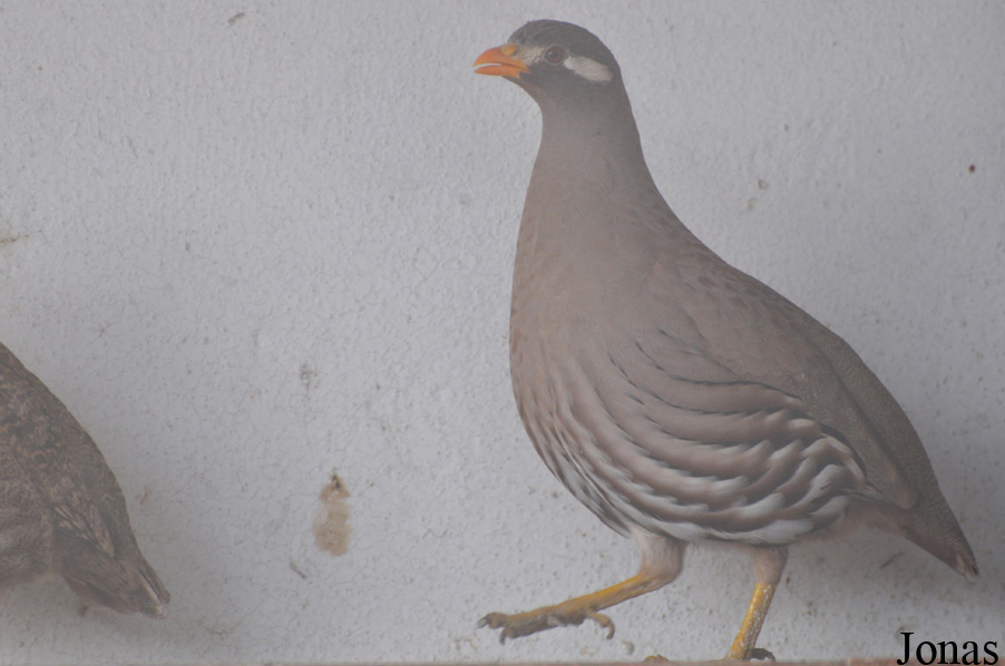 Ammoperdix heyi