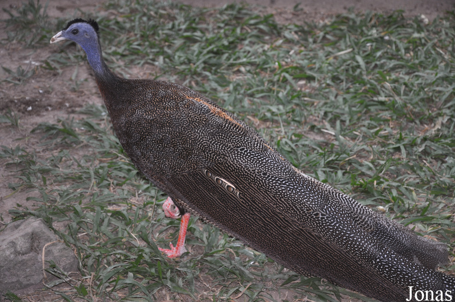 Argusianus argus