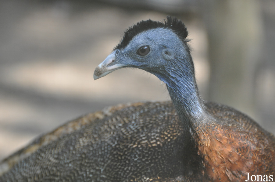 Argusianus argus