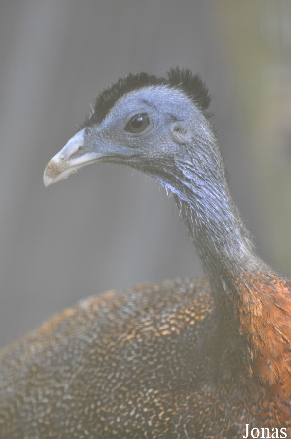 Argusianus argus