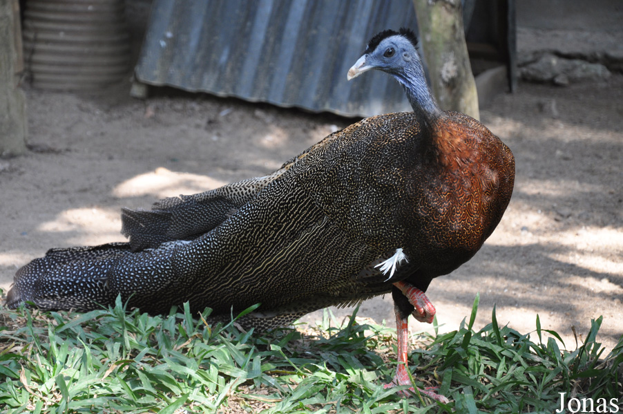 Argusianus argus