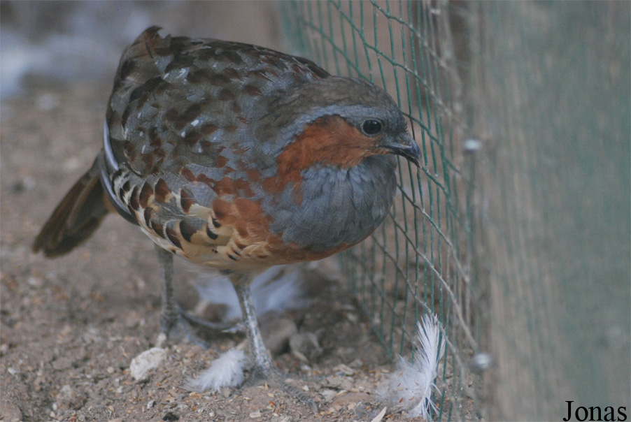 Bambusicola thoracicus