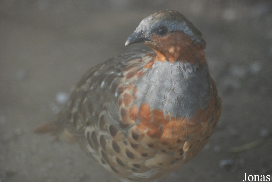 Bambusicola thoracicus
