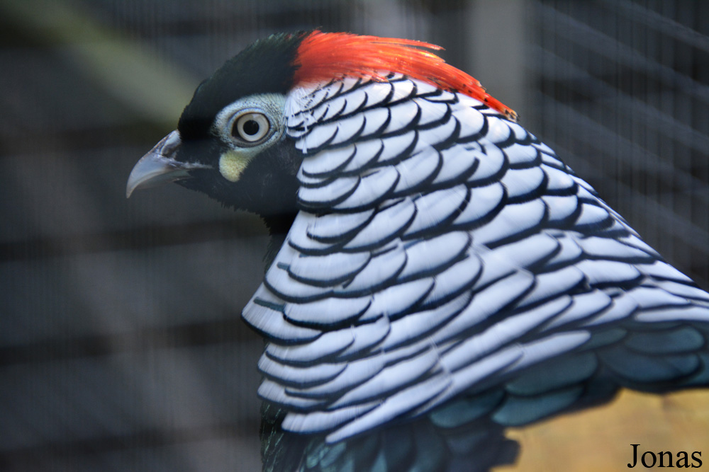 Chrysolophus amherstiae