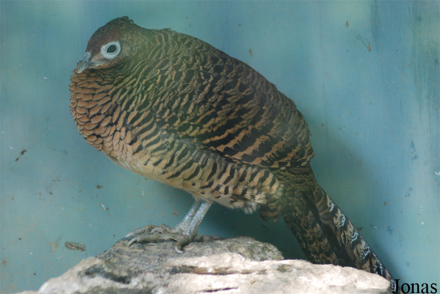 Chrysolophus amherstiae