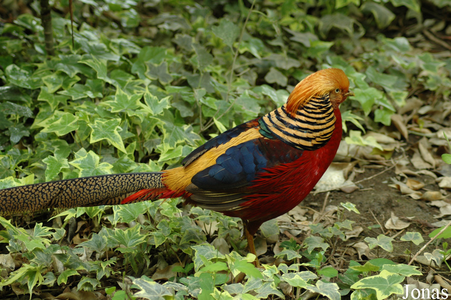 Chrysolophus pictus