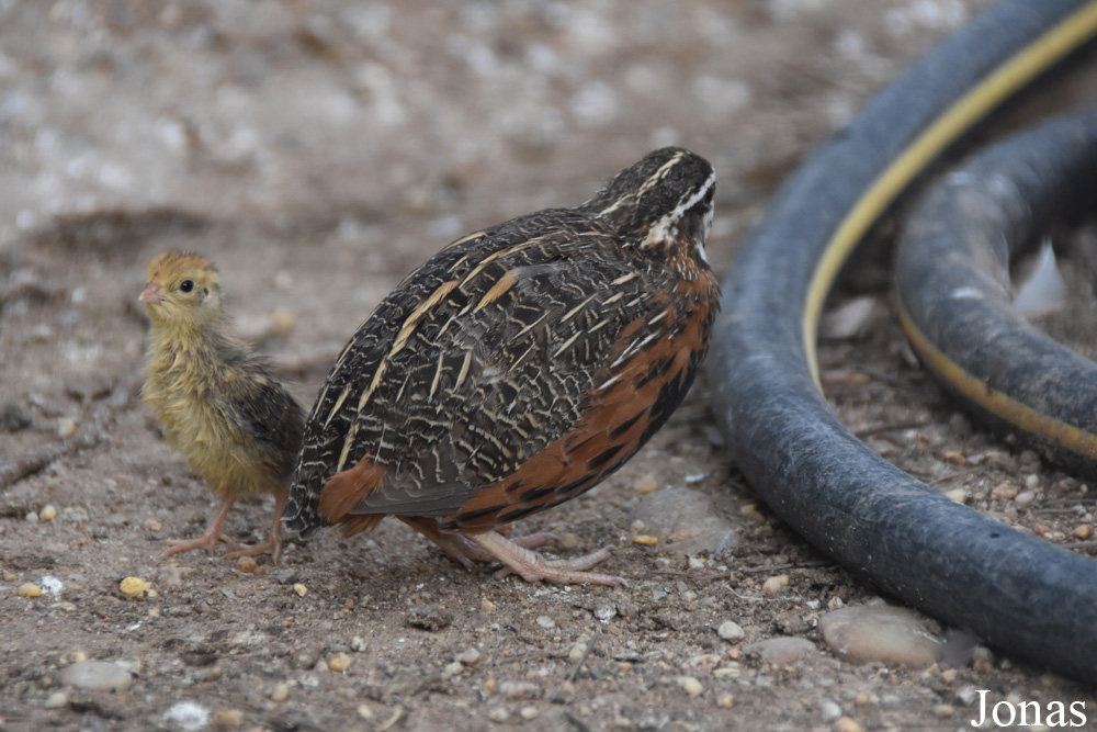 Coturnix delegorguei