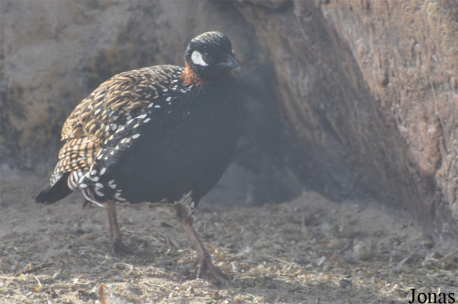 Francolinus francolinus