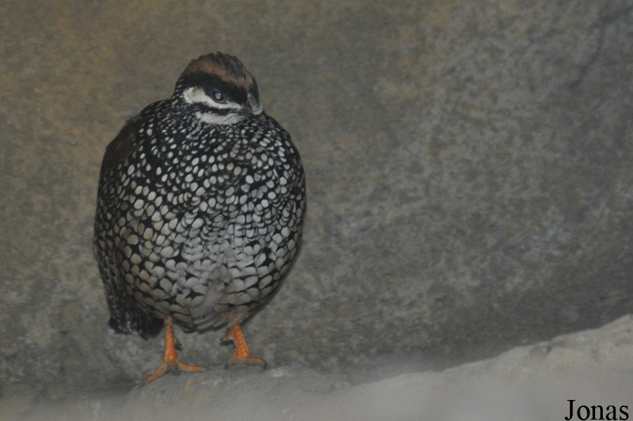 Francolinus pintadeanus