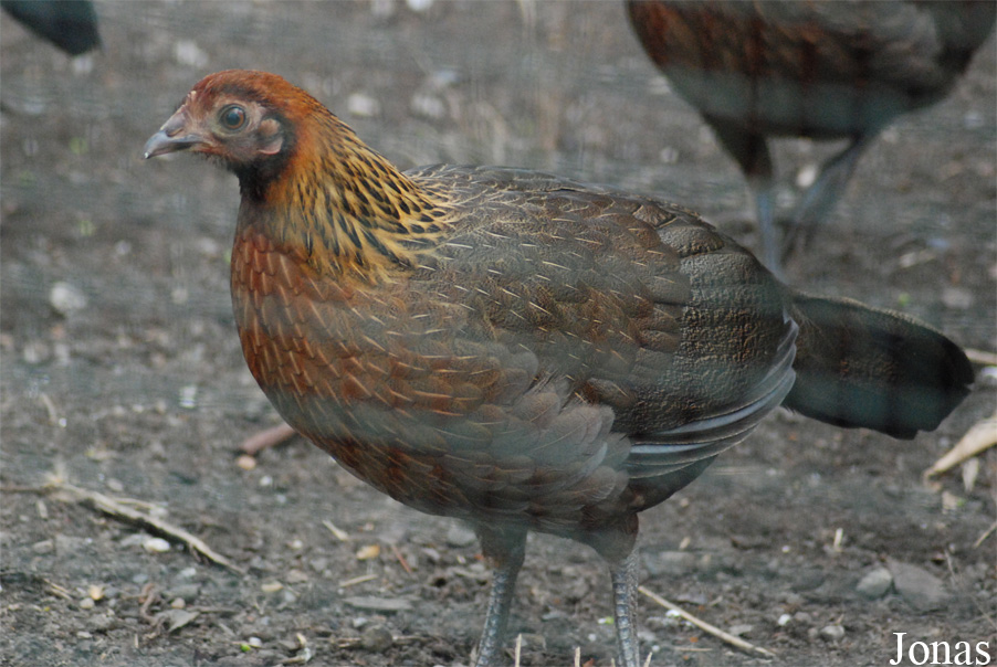 Gallus gallus