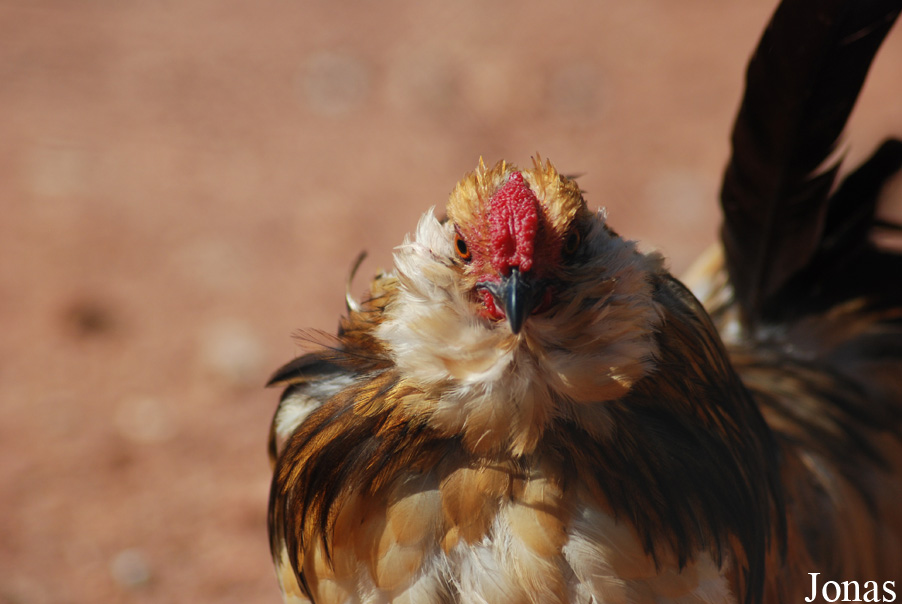 Poule Barbue d'Anvers