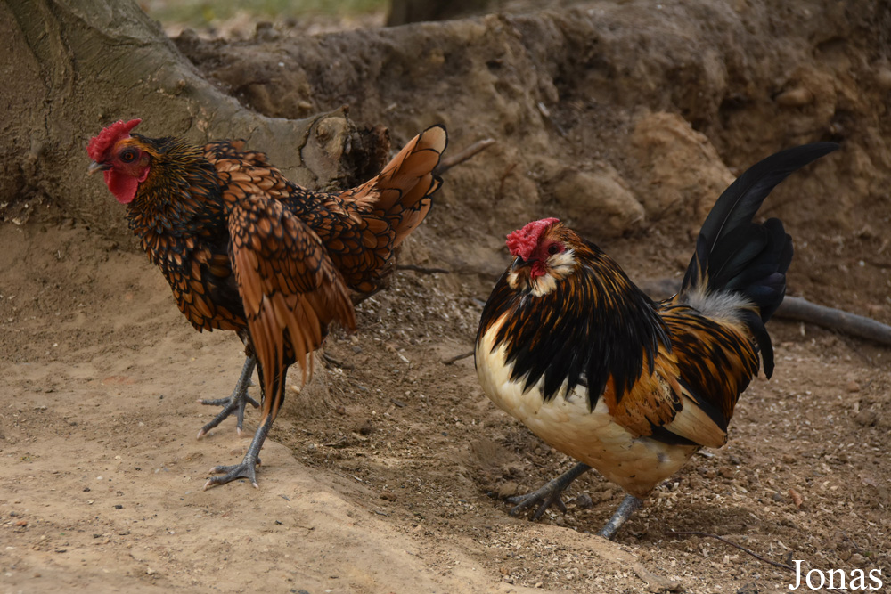 Poule Barbue d'Anvers