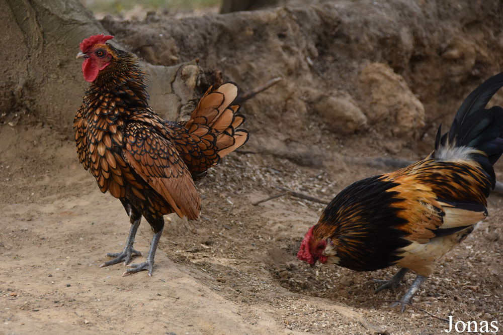 Poule Barbue d'Anvers