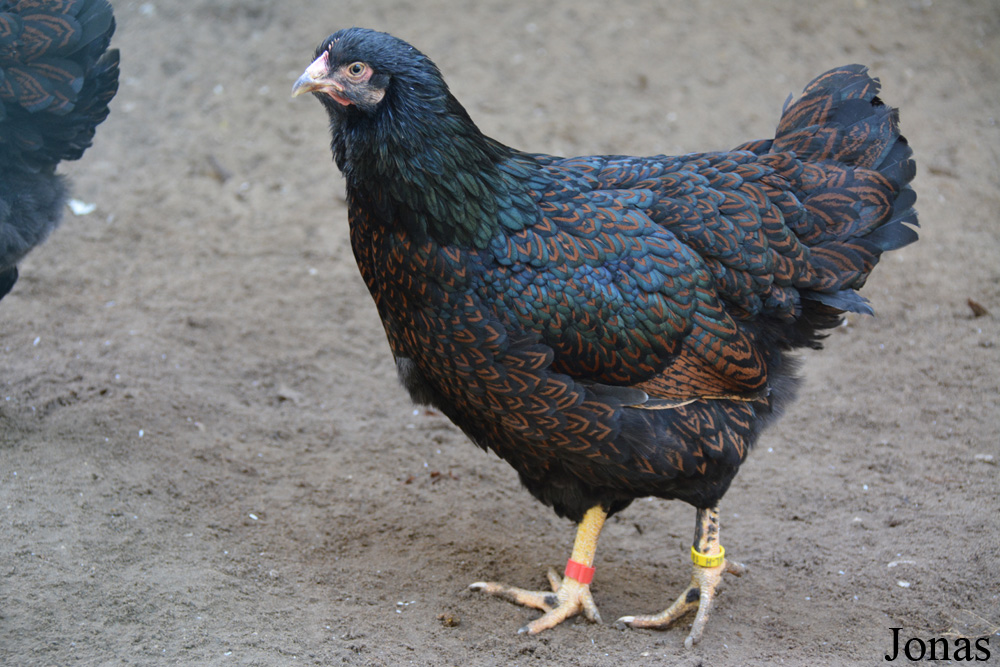 Poule Barnevelder