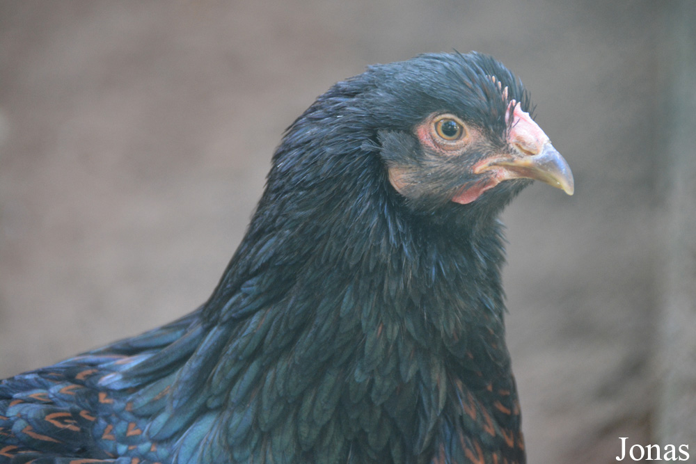Poule Barnevelder